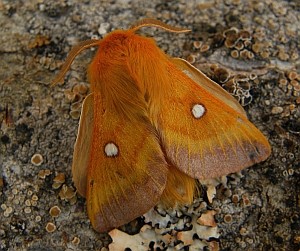 2Male Eastern Eggar - Eriogaster catax © Teresa Farino